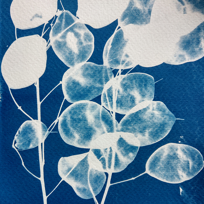 IMAG0386 workshop cyanotype